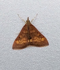Pyrausta californicalis
