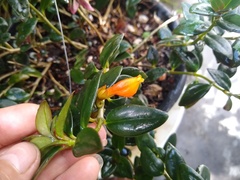 Nematanthus gregarius