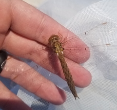 Neurocordulia molesta