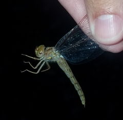 Neurocordulia molesta