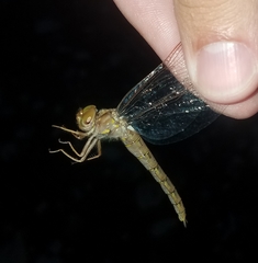 Neurocordulia molesta