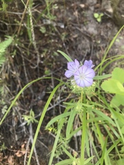 Phacelia linearis