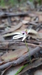Caladenia picta
