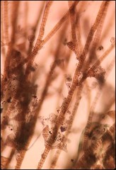 Sphacelaria tribuloides
