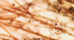 Sphacelaria tribuloides