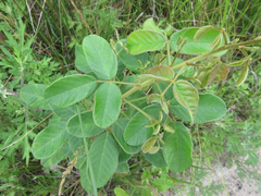 Lespedeza tomentosa