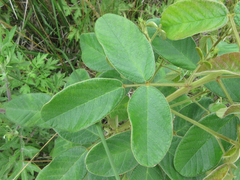 Lespedeza tomentosa