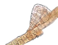 Sphacelaria tribuloides