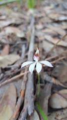 Caladenia picta