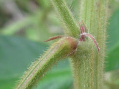 Lespedeza tomentosa