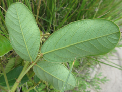 Lespedeza tomentosa