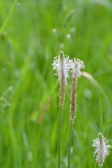 Plantago