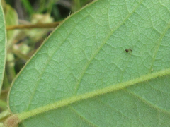 Lespedeza tomentosa
