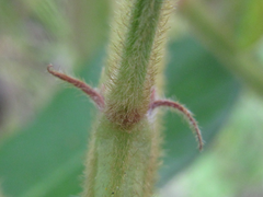 Lespedeza tomentosa