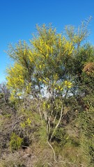 Acacia elongata