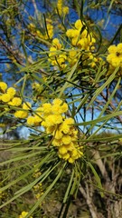 Acacia elongata