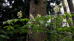 Sambucus racemosa racemosa