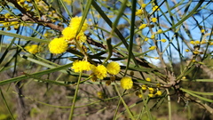 Acacia elongata