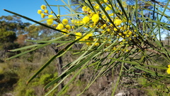 Acacia elongata