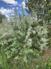 Elaeagnus angustifolia