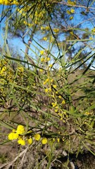 Acacia elongata
