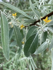 Elaeagnus angustifolia