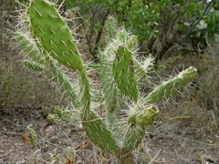 Opuntia elizondoana