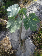 Cnidoscolus rostratus