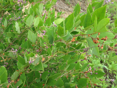 Lespedeza maximowiczii