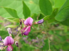 Lespedeza maximowiczii