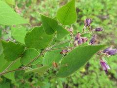 Lespedeza maximowiczii