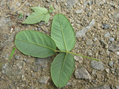 Lespedeza tomentosa