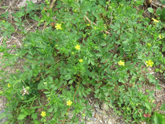 Potentilla supina