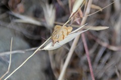 Sparganothis senecionana