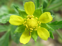 Potentilla supina