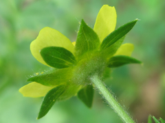 Potentilla supina