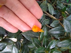 Nematanthus gregarius