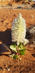 Ptilotus nobilis