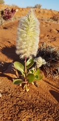 Ptilotus nobilis