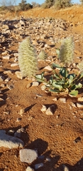 Ptilotus nobilis