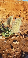 Ptilotus nobilis