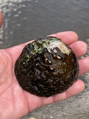 Cyclonaias tuberculata
