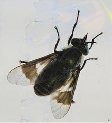 Chrysops ater