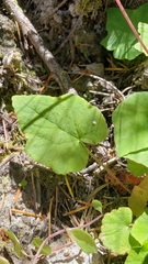 Ozomelis diversifolia