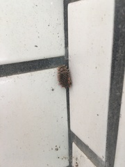 Histia flabellicornis