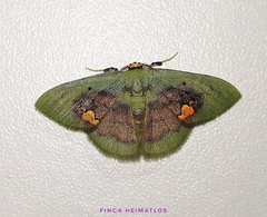 Pyrochlora rhanis