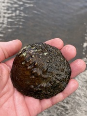 Cyclonaias tuberculata