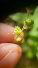 Ozomelis diversifolia