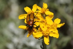 Nemognatha scutellaris