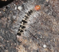 Ochrogaster lunifer